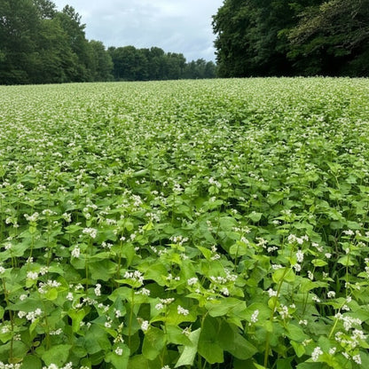Buckwheat Seeds – Annual Fast-Growing Cover Crop Seeds for Green Manure