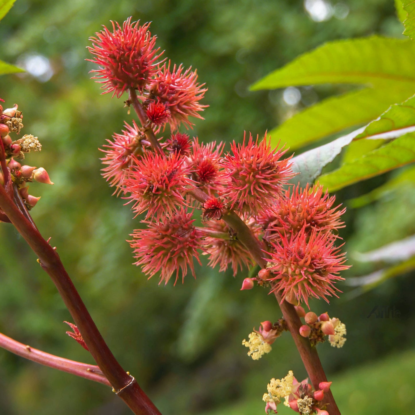 Castor Plant Seeds Ricinus communis – Arandi Ornamental Garden Plant Seeds