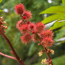 Castor Plant Seeds Ricinus communis – Arandi Ornamental Garden Plant Seeds