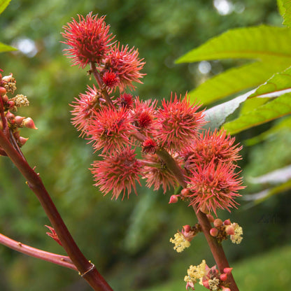 Castor Plant Seeds Ricinus communis – Arandi Ornamental Garden Plant Seeds