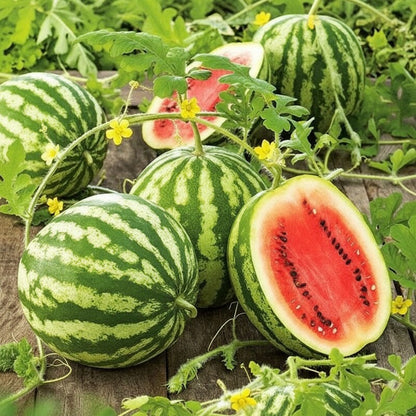 Melon Seeds 5 Variety Mix – Heirloom Vegetable Seeds for Home Gardens