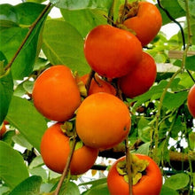 Persimmon Tree Seeds – Sweet Persimmon Fruit Tree Seeds for Home Gardens