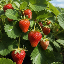 Strawberry Seeds for Planting – Heirloom Extra Large Sweet Strawberry Seeds