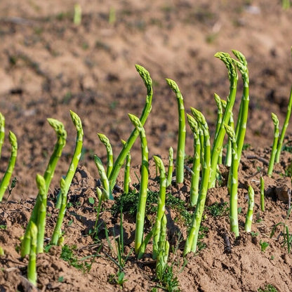 Asparagus Seeds – Heirloom Asparagus Vegetable Seeds for Home Gardens