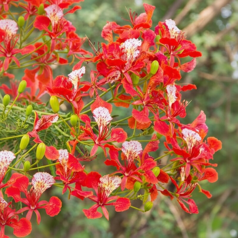 Delonix Regia Seeds – Royal Poinciana Flame Tree Flower Seeds