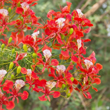 Delonix Regia Seeds – Royal Poinciana Flame Tree Flower Seeds