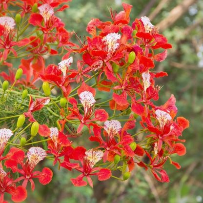 Delonix Regia Seeds – Royal Poinciana Flame Tree Flower Seeds