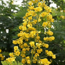 Cassia Occidentalis Seeds – Ornamental Flowering Shrub Seeds