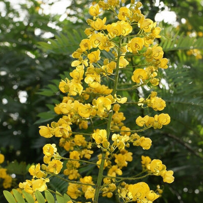 Cassia Occidentalis Seeds – Ornamental Flowering Shrub Seeds