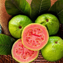Pink Guava Seeds – Tropical Sweet Fruit Seeds for Containers & Backyard Gardens