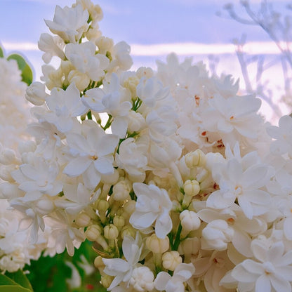 White Lilac Flower Seeds – Fragrant Heirloom Lilac Tree Seeds for Landscaping