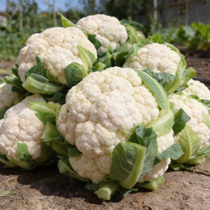 Snowball Cauliflower Seeds for Home Garden