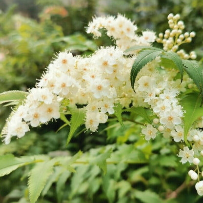 Sorbaria sorbifolia Seeds – False Spirea White Clustered Flower Bush Perennial Seeds