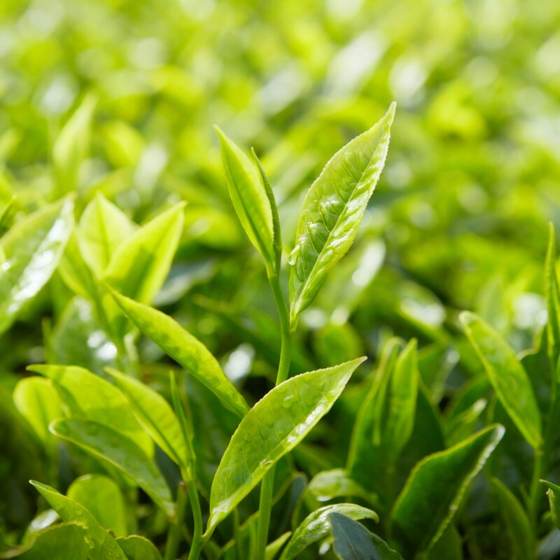 Tea Plant Seeds Camellia sinensis – Tea Tree Seeds for Green Black & Oolong Tea