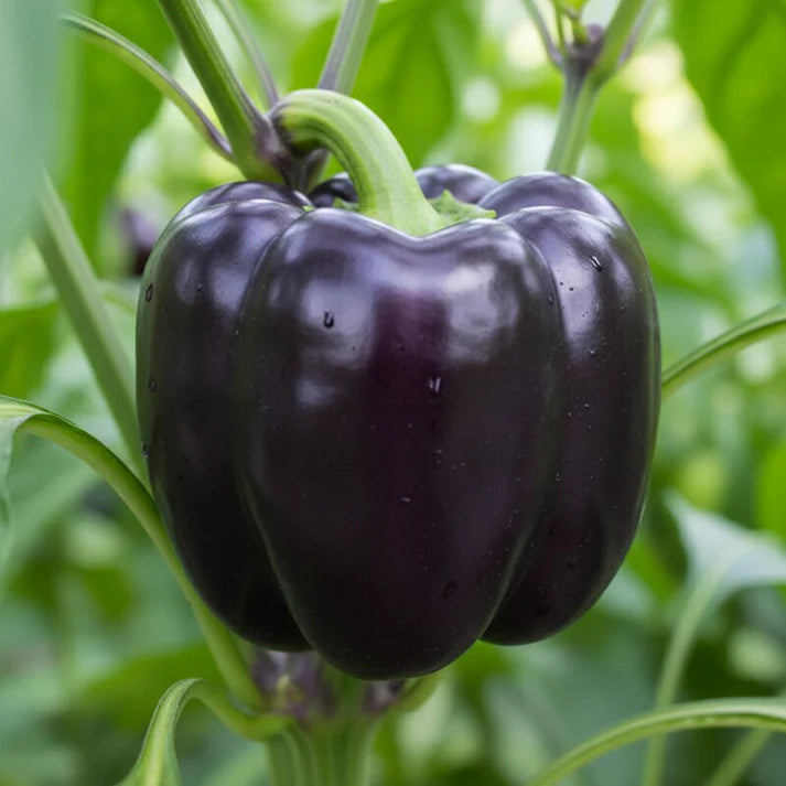 Merlot F1 Sweet Pepper Seeds for Home Garden