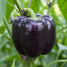 Merlot F1 Sweet Pepper Seeds for Home Garden