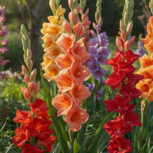Gladioli Mixed Summer Bulbs – Multicoloured Gladiolus Sword Lily Perennial Corms
