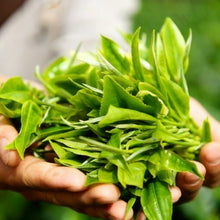 Tea Plant Seeds Camellia sinensis – Tea Tree Seeds for Green Black & Oolong Tea