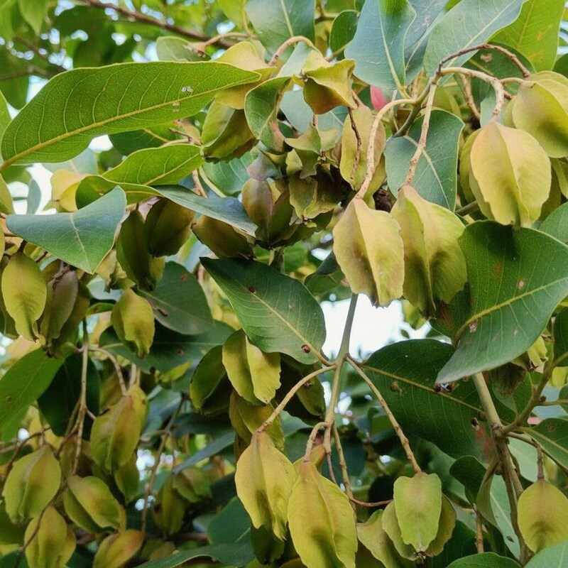 Dalbergia Odorifera Seeds – Yellow Rosewood Scented Ornamental Tree Seeds