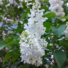 White Lilac Flower Seeds – Fragrant Heirloom Lilac Tree Seeds for Landscaping