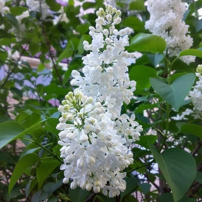 White Lilac Flower Seeds – Fragrant Heirloom Lilac Tree Seeds for Landscaping