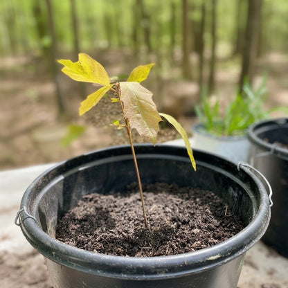 Oak Tree Seeds Quercus – Green Oak Acorns for Planting & Garden Growing