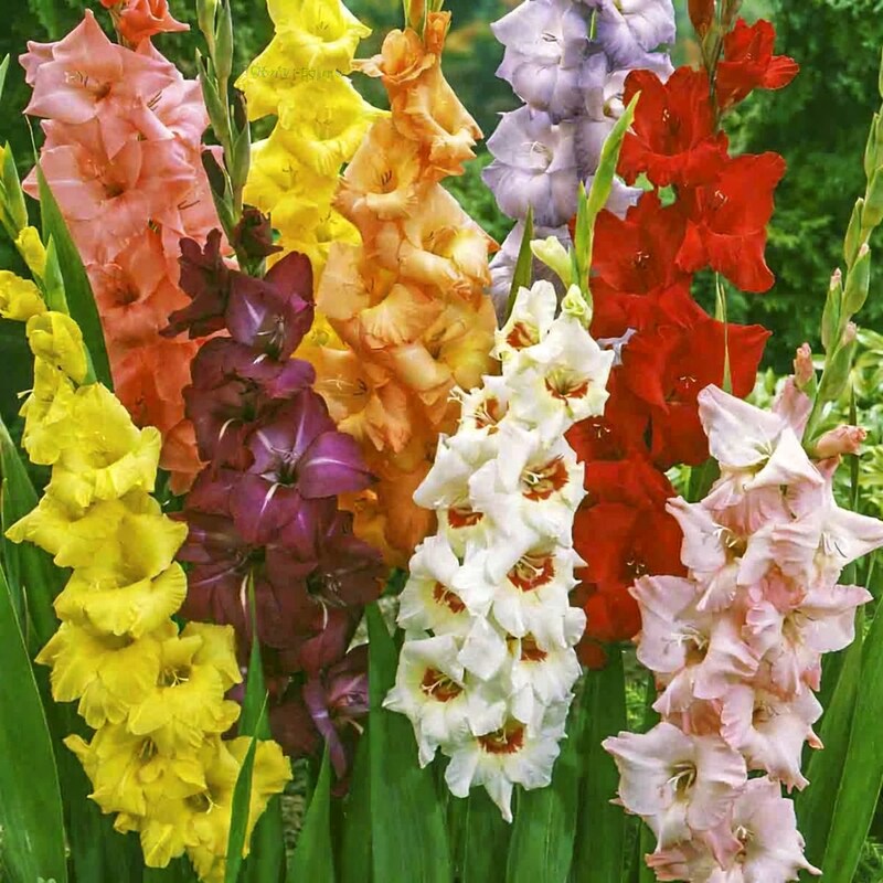 Gladioli Mixed Summer Bulbs – Multicoloured Gladiolus Sword Lily Perennial Corms