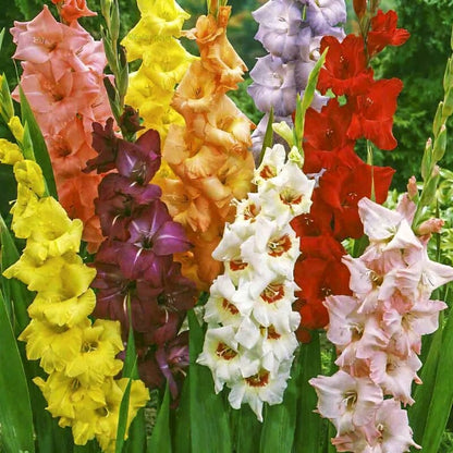 Gladioli Mixed Summer Bulbs – Multicoloured Gladiolus Sword Lily Perennial Corms