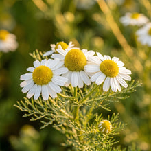German Chamomile Seeds (Matricaria chamomilla)