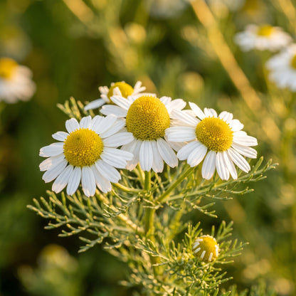 German Chamomile Seeds (Matricaria chamomilla)