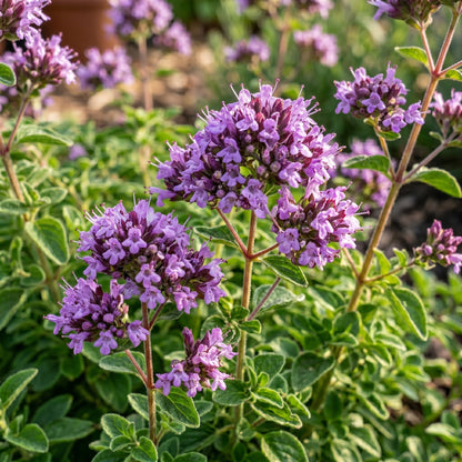 Italian Oregano Seeds