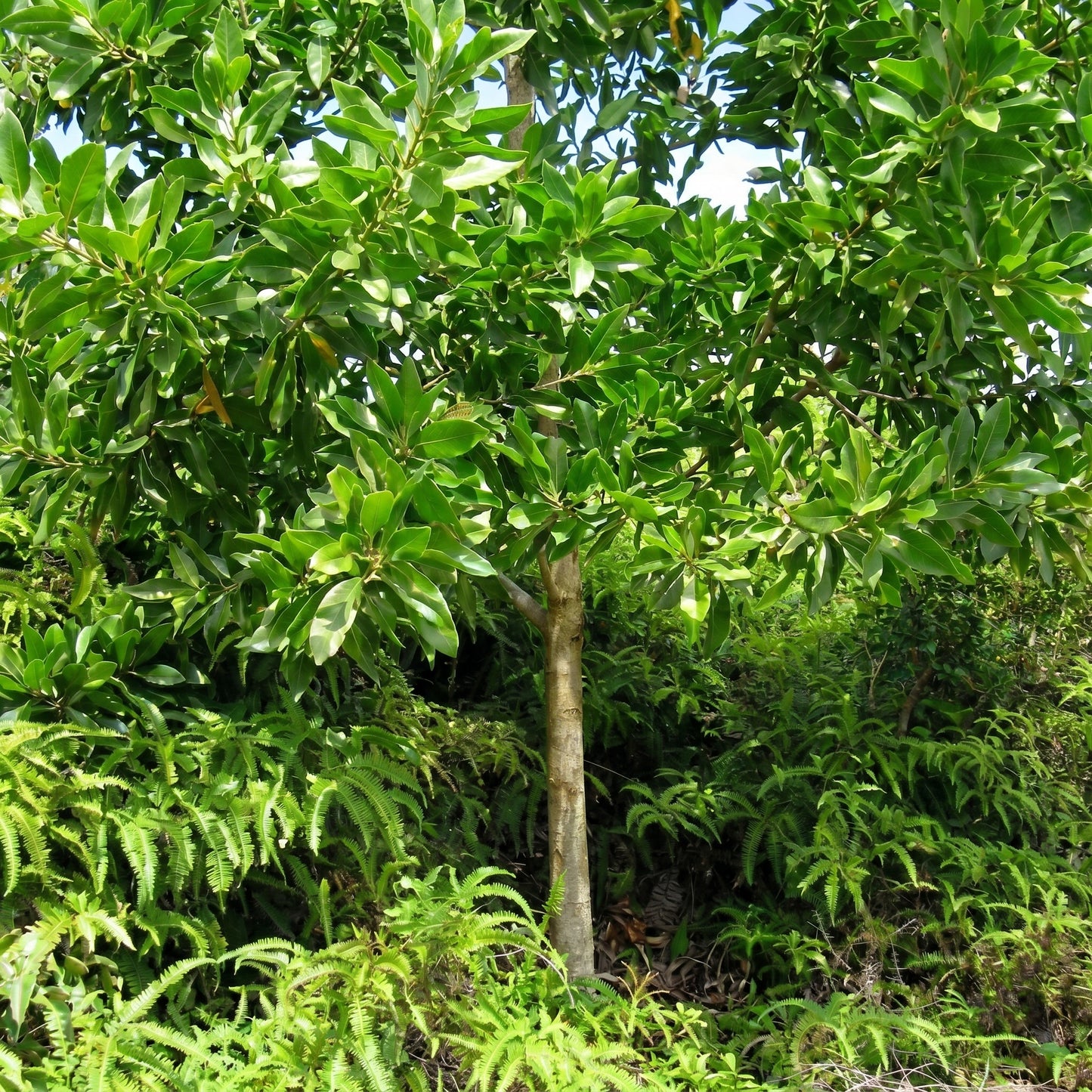 Acacia Mangium Seeds – Tree Plant Seeds