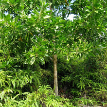 Acacia Mangium Seeds – Tree Plant Seeds